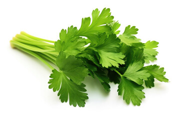 Fresh bunch of parsley on white background