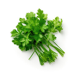 Fresh bunch of parsley on white background