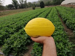 Melone gialletto mantenuto dalla mano di un contadino sullo sfondo di un orto