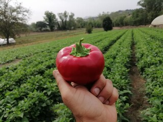 Papaccella peperone per imbottitura con sfondo campagna dell'Italia meridionale