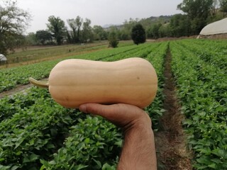 Zucca butternut biologica misura tipica appena raccolta da un orto