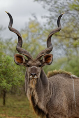 impressive horns on greater kudu, front view