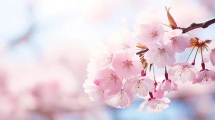 Gartenposter Cherry blossom Sakura, japan. © tong2530