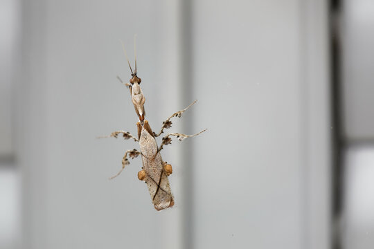 cryptic mantis walking on glass window