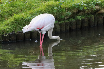 A beautiful animal portrait of a Pink Flamingo