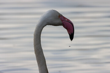 A beautiful animal portrait of a Pink Flamingo