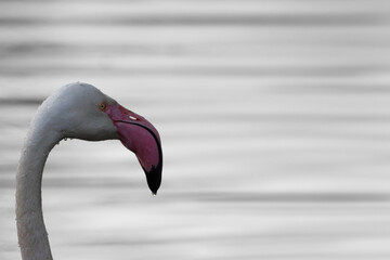 A beautiful animal portrait of a Pink Flamingo