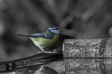 A beautiful animal portrait of a Blue Tit bird