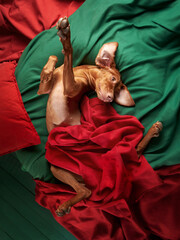 A Hungarian Vizsla reclines in a cozy nest of red and green blankets, eyes full of gentle warmth....