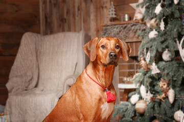 Rhodesian Ridgeback dog, holiday, New Year, interior, christmas