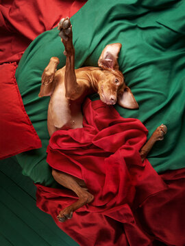 A Hungarian Vizsla reclines in a cozy nest of red and green blankets, eyes full of gentle warmth. Dog at home