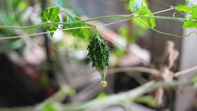 A small green bitter gourd or Bitter squash hanging on a rooftop garden. Fresh Bitter melon hanging in the garden. Shallow depth of field and Close-up view.