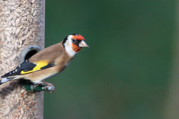A beautiful animal portrait of a Goldfinch bird