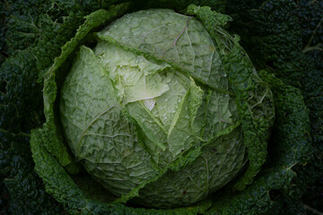head of  fresh cabbage in the garden - obrazy, fototapety, plakaty