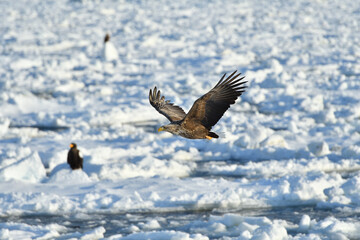 bird watching with floating ices in winter
