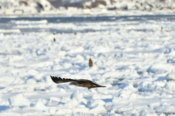 bird watching with floating ices in winter