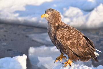 Fototapeta premium bird watching with floating ices in winter