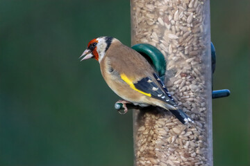 A beautiful animal portrait of a Goldfinch bird