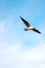 seagull flight in sky