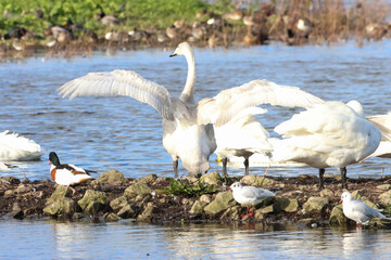 A beautiful animal portrait of a Whooper Swan in the United Kingdom during the migration period for...