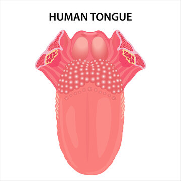 Anatomy of Human Tongue Illustration