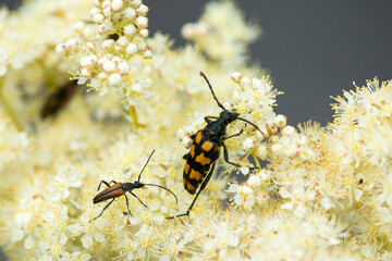 Vierbindiger Schmalbock (Leptura quadrifasciata)	und Kleiner Schmalbock ( Stenurella melanura )