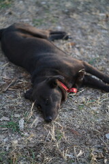 
black labrador lying on the grass relaxed