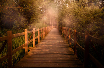 wooden walkway in the forest and trees covered in fog in front of it