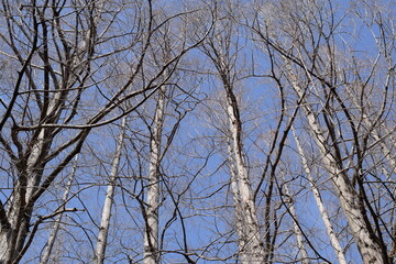 葉が落ちた木々