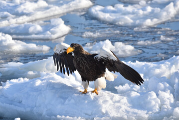 Bird watching with floating ices in winter