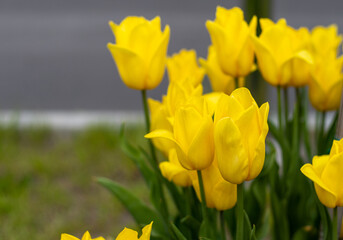 Obraz premium Yellow tulips bloom in spring. Tulip flower nature. Floral background. Botanical garden. Flowering buds. Blooming mood. Beautiful aesthetic petal plant. Flowerbed.