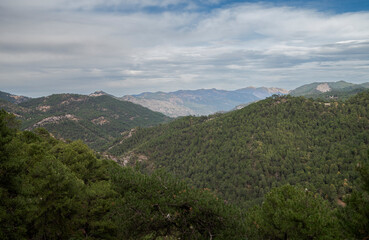 Fototapeta na wymiar Forest of Austrian pine and Maritime pine in the Natural Park of Cazorla, Segura y las Villas, in the province of Jaen, Andalusia, Spain