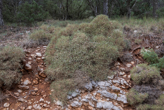 Echinospartum boissieri. Endemic to southern Spain, it inhabits medium and high mountain scrubland, limestone and dolomites. Photo taken the province of Jaen, Andalusia, Spain