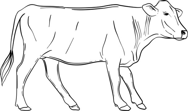 Hand Drawn Cow Illustration Isolated Vector