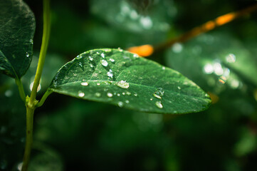 Close-up of vibrant green leaves with water droplets after a summer rain.
