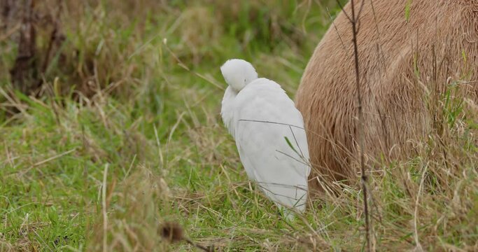 Cattle egret