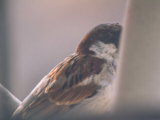 Close-up of an Old world Sparrow also known as the House Sparrow sitting outside a window with a...
