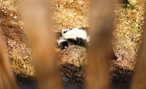 A cat wakes up from sleep and lies on the floor. Close up cat pet photo through a wooden fence in the garden.