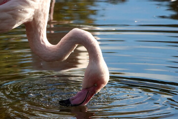 A beautiful animal portrait of a Pink Flamingo