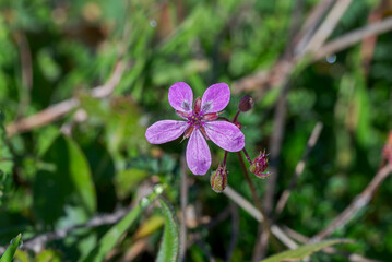 Common stork’s bill, Erodium cicutarium. It is an herbaceous annual member of the family Geraniaceae of flowering plants. Photo taken in Colmenar Viejo, Madrid, Spain