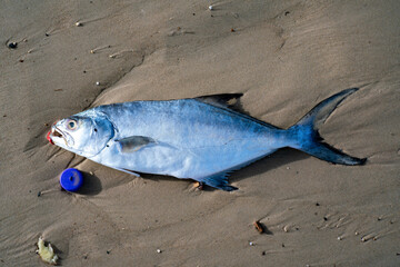 Un poisson mort sur une plage d ela ville de Dakar au Sénégal enAfrique