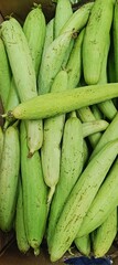 Fresh green Indian Vegetable Bottle Gourd in the market