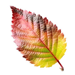 autumn leaf isolated on a transparent background  