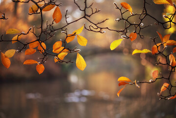 Jesienne liście magnolii w parku - obrazy, fototapety, plakaty