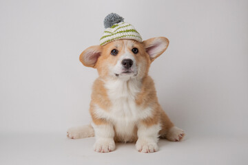 cute welsh corgi puppy in a knitted hat sits on a white background