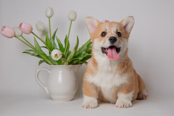 cute little welsh corgi puppy with a bouquet of flowers sitting on a white background - obrazy, fototapety, plakaty