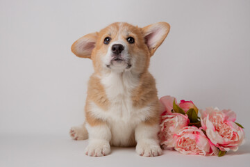 cute little welsh corgi puppy with a bouquet of flowers sitting on a white background