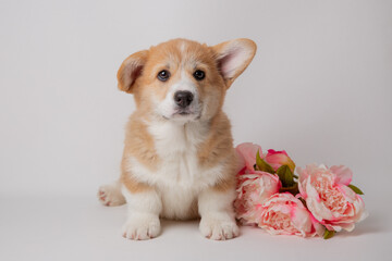 cute little welsh corgi puppy with a bouquet of flowers sitting on a white background