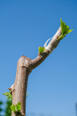Mulberry graft in the branch of a tree in the garden.