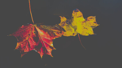 autumn maple leaf - obrazy, fototapety, plakaty